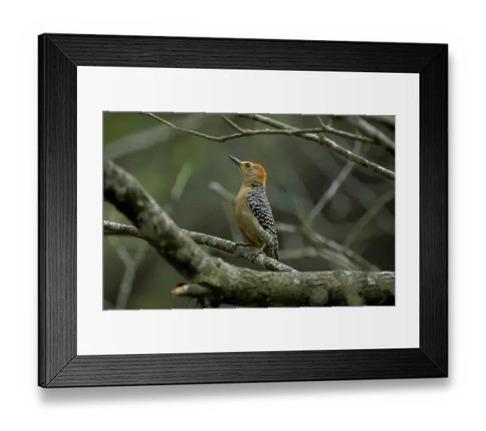 Framed Print : Red-crowned woodpecker (Melanerpes rubricapillus) Framed Print : Red-crowned woodpecker (Melanerpes rubricapillus)