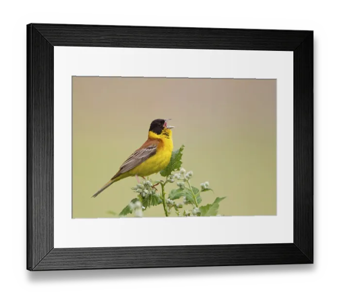 Framed Print : Black-headed Bunting (Emberiza melanocephala) adult male Framed Print : Black-headed Bunting (Emberiza melanocephala) adult male