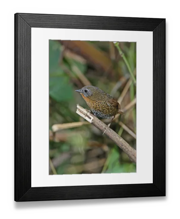 Framed Print : Rufous-throated Wren-babbler, Rufous-throated Wren-babbler Framed Print : Rufous-throated Wren-babbler, Rufous-throated Wren-babbler