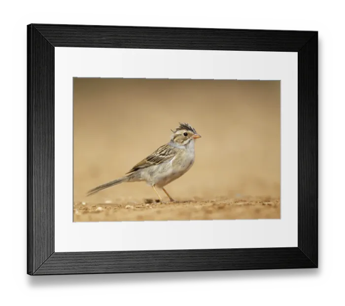 Framed Print : Clay-coloured Sparrow (Spizella pallida) adult