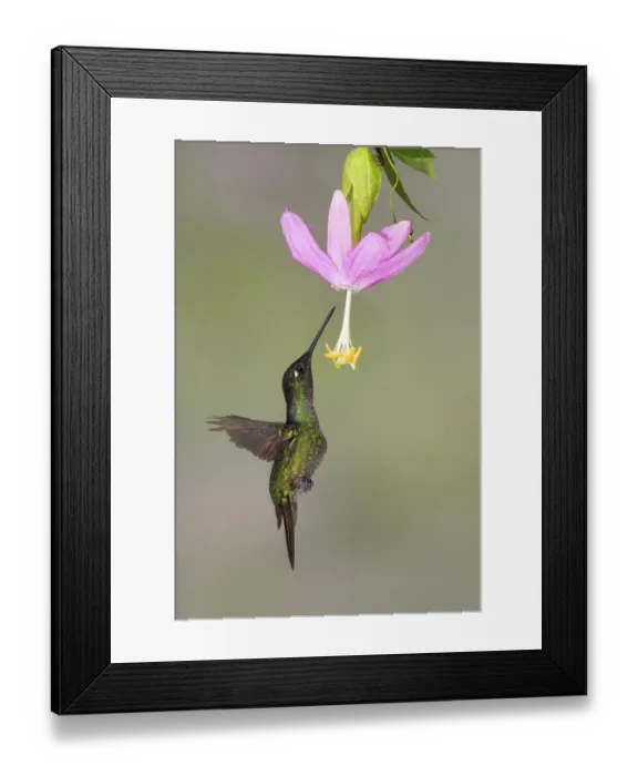 Framed Print : Magnificent magnificent hummingbird (Eugenes fulgens)