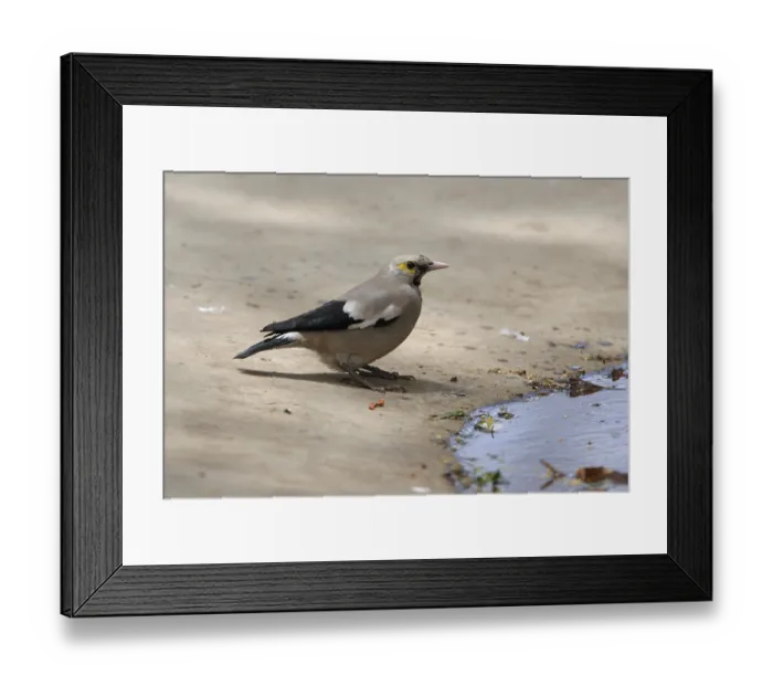 Framed Print : Wattled Starling (Creatophora cinerea) adult male Framed Print : Wattled Starling (Creatophora cinerea) adult male