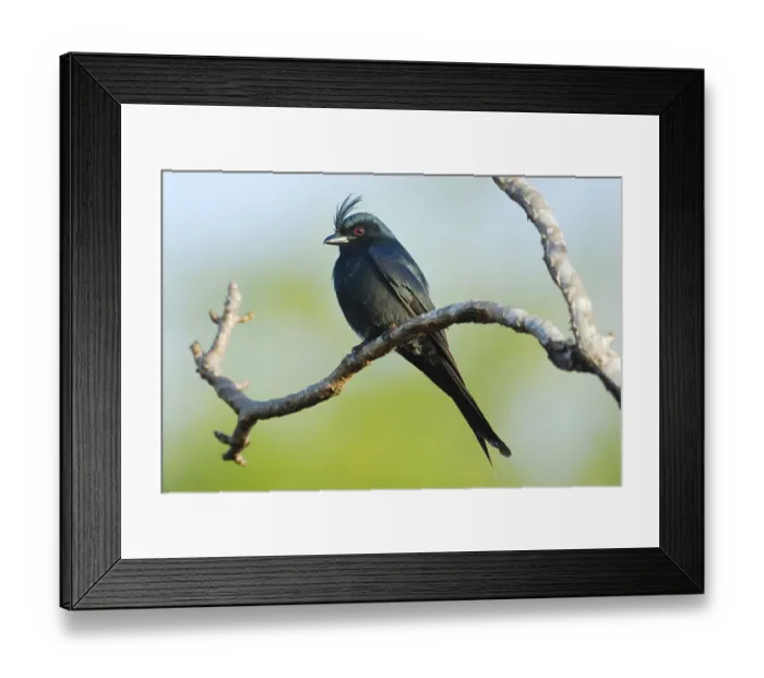 Framed Print : Crested drongo (Dicrurus forficatus) adult Framed Print : Crested drongo (Dicrurus forficatus) adult