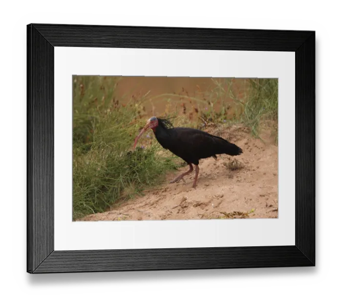 Framed Print : Northern Bald Ibis (Geronticus eremita) adult