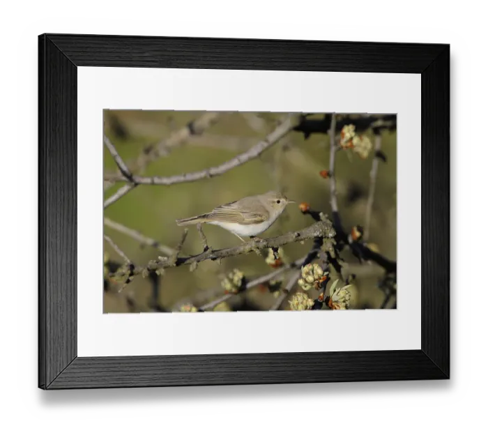 Framed Print : Eastern Bonelli's Warbler (Phylloscopus orientalis) adult