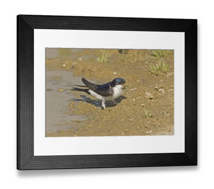 Framed Print : Common house martins (Delichon urbica) songbirds