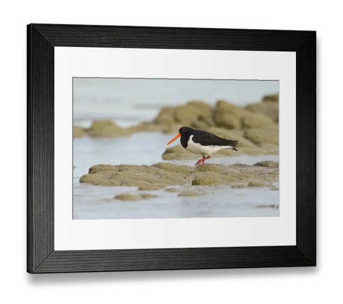 Framed Print : South island oystercatcher (Haematopus finschi) Framed Print : South island oystercatcher (Haematopus finschi)