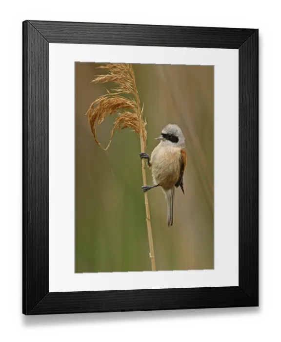 Framed Print : Eurasian Penduline-tit (Remiz pendulinus pendulinus) adult Framed Print : Eurasian Penduline-tit (Remiz pendulinus pendulinus) adult