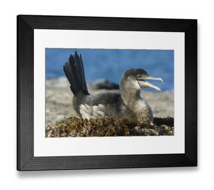 Framed Print : Flightless cormorant (Nannopterum harrasi) Framed Print : Flightless cormorant (Nannopterum harrasi)