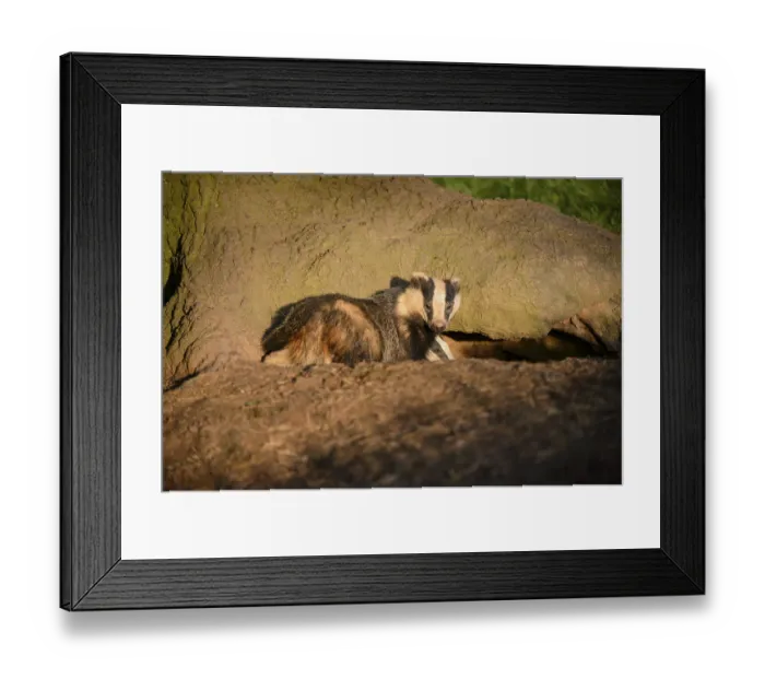 Framed Print : Eurasian Badger (Meles meles) adult and cub Framed Print : Eurasian Badger (Meles meles) adult and cub