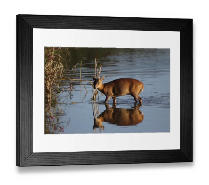 Framed Print : Chinese chinese muntjac (Muntiacus reevesi) introduced species