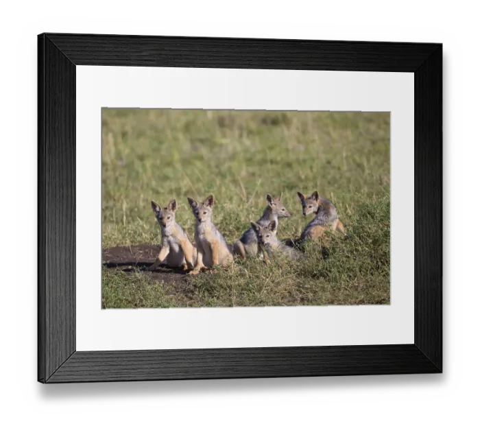 Framed Print : Black-backed jackals (Canis mesomelas) Framed Print : Black-backed jackals (Canis mesomelas)