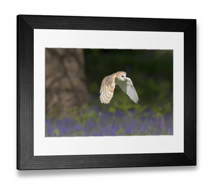 Framed Print : Barn Owl, common barn owls (Tyto alba)