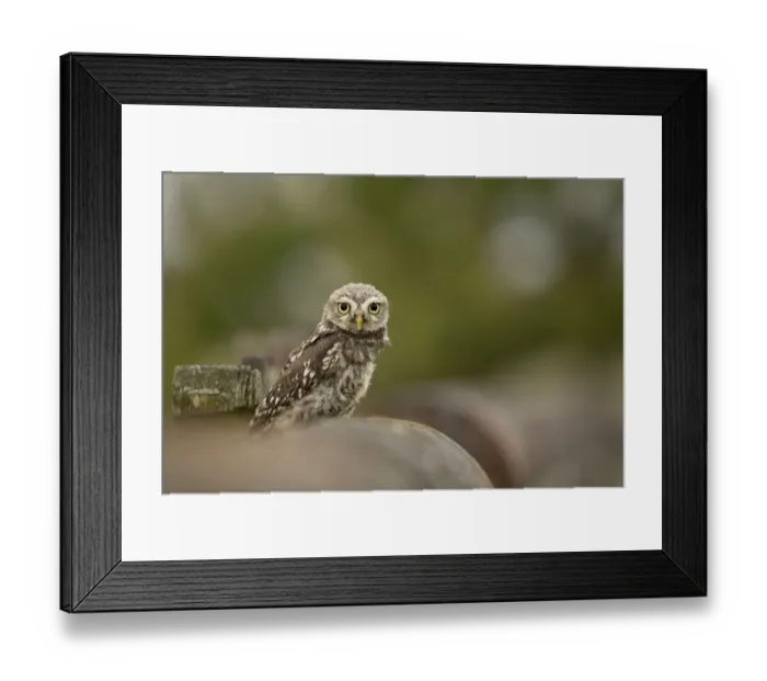Framed Print : Little little owl (Athene noctua) chick