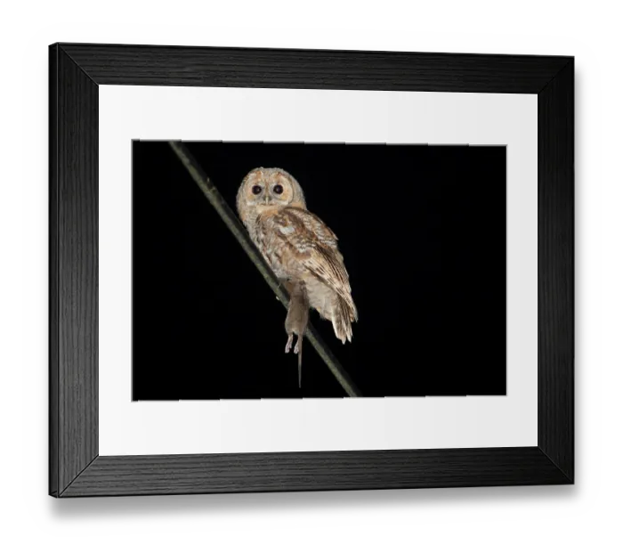Framed Print : Tawny owl (Strix aluco) juvenile