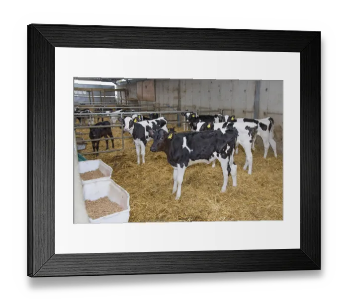 Framed Print : Domestic Cattle, Holstein, calves