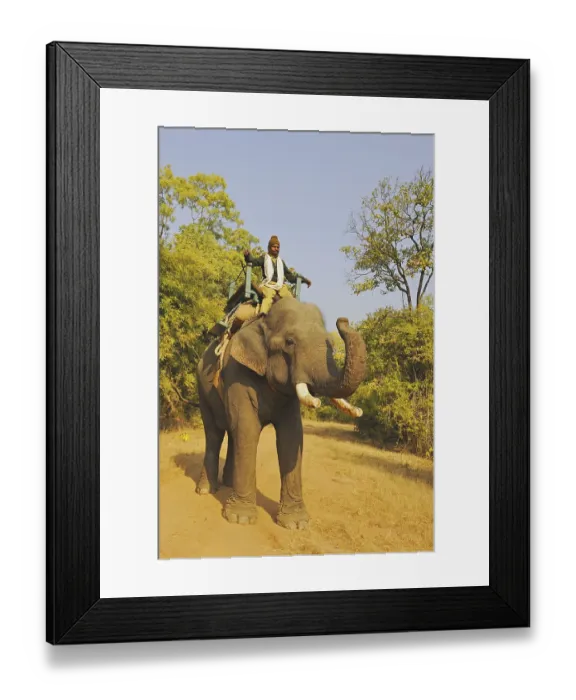 Framed Print : Asian Elephant (Elephas maximus indicus) domesticated adult