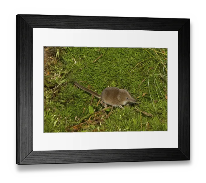 Framed Print : Eurasian pygmy shrew (Sorex minutus) Framed Print : Eurasian pygmy shrew (Sorex minutus)
