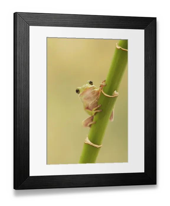 Framed Print : Karolina Treefrog, American Treefrog Framed Print : Karolina Treefrog, American Treefrog