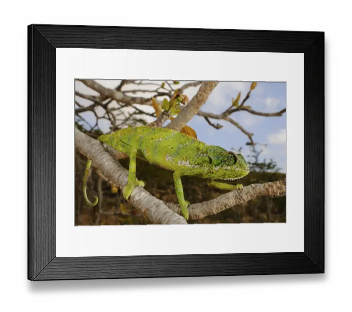 Framed Print : Socotra Chameleon, Socotra Chameleons