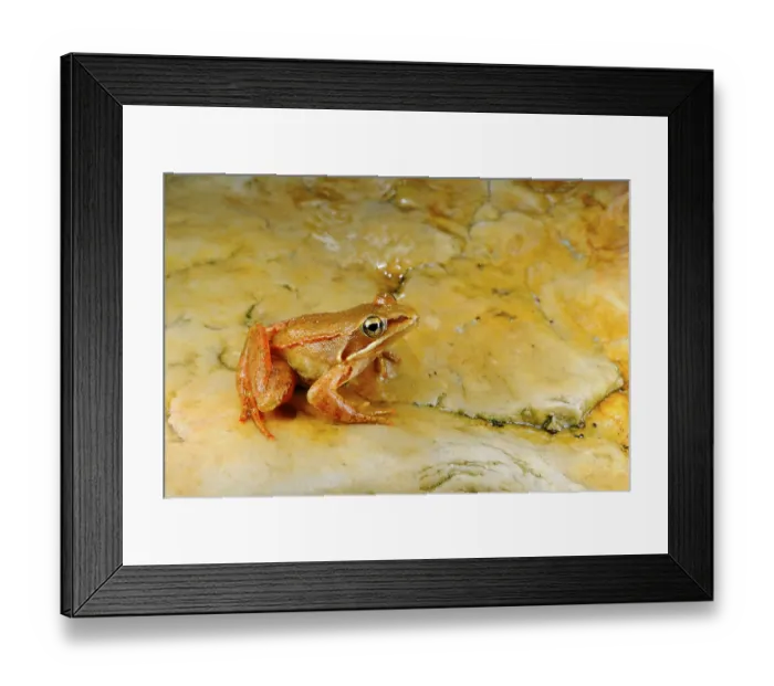 Framed Print : Iberian frog (Rana iberica), Spanish frogs Framed Print : Iberian frog (Rana iberica), Spanish frogs
