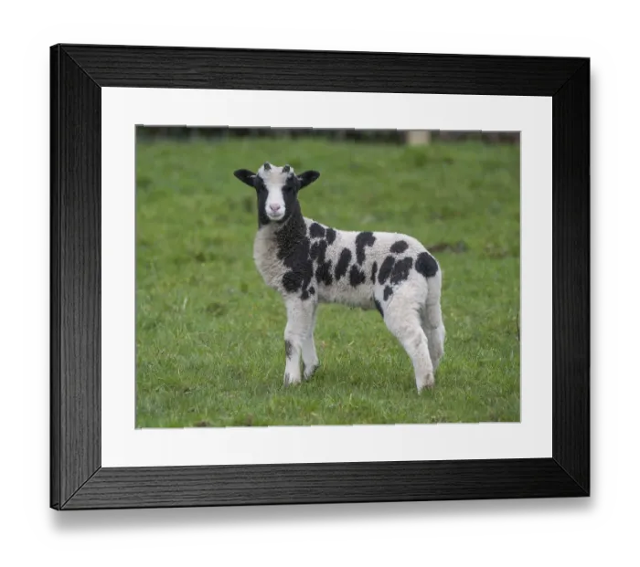 Framed Print : Domestic sheep, Jacob sheep, lamb Framed Print : Domestic sheep, Jacob sheep, lamb
