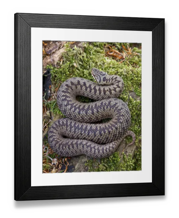 Framed Print : Adder, adder (Vipera berus), Other animals Framed Print : Adder, adder (Vipera berus), Other animals