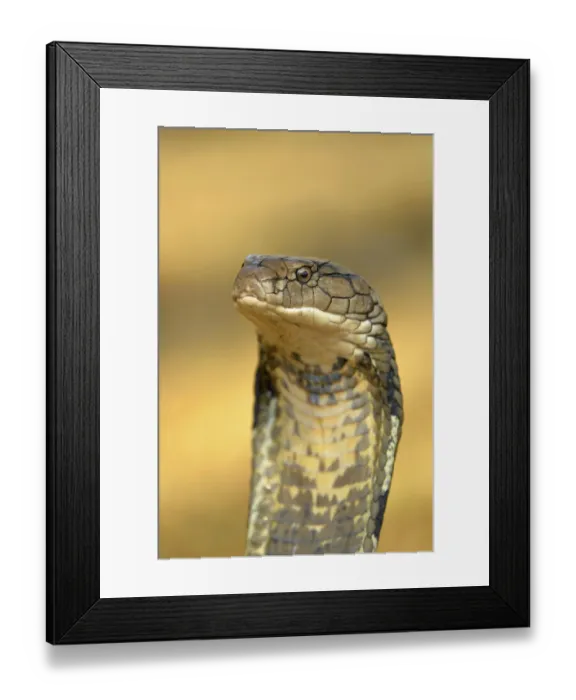 Framed Print : King Cobra (Ophiophagus hannah) adult
