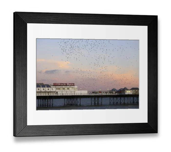 Framed Print : Common common starling (Sturnus vulgaris)