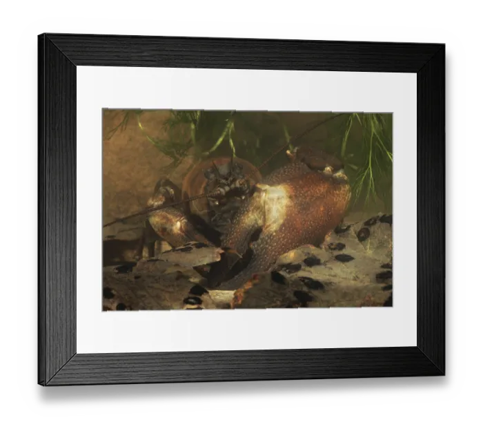 Framed Print : American Signal Crayfish (Pacifastacus leniusculus) introduced species