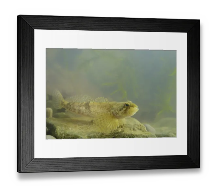 Framed Print : Barje Sculpin (Cottus metae) adult Framed Print : Barje Sculpin (Cottus metae) adult