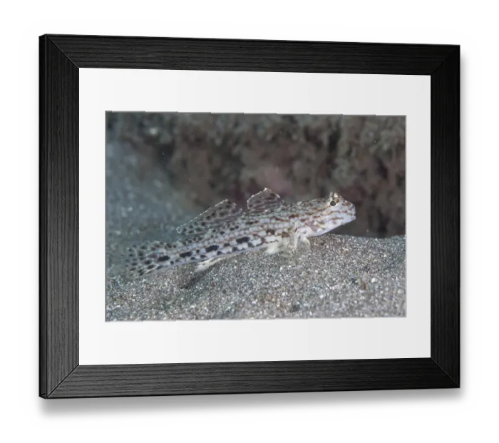 Framed Print : Decorated Goby (Istigobius decoratus) adult
