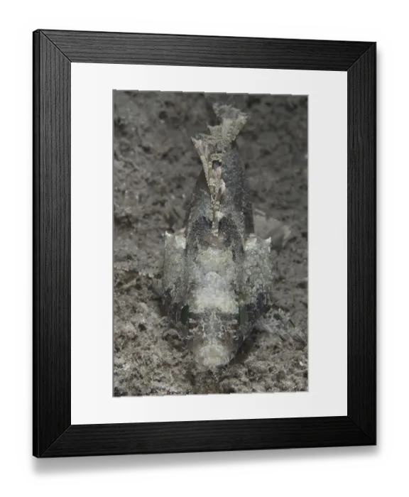 Framed Print : False scorpionfish (Centrogenys vaigiensis)