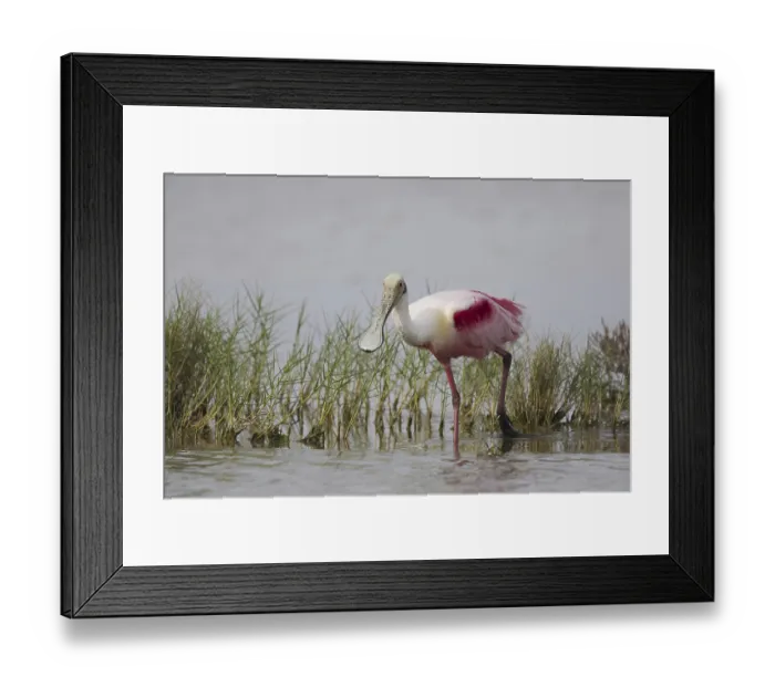 Framed Print : Roseate Spoonbill (Ajaja ajaja) adult