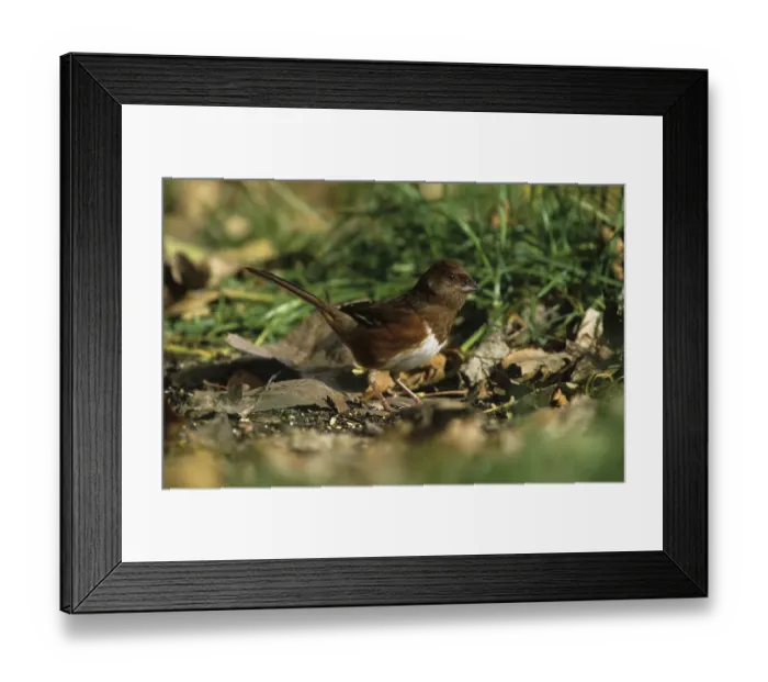 Framed Print : Rufous-sided Towhee, Rufous-sided Towhee
