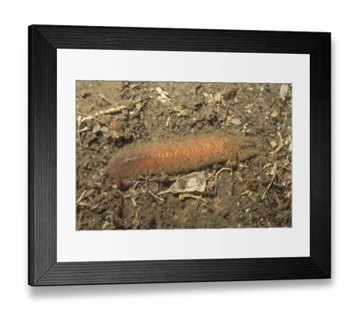 Framed Print : Scale Worm (Lagisca extenuata) adult
