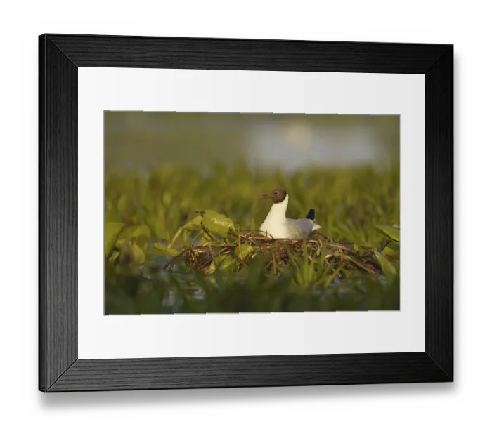 Framed Print : Black-headed gull (Chroicocephalus ridibundus) adult