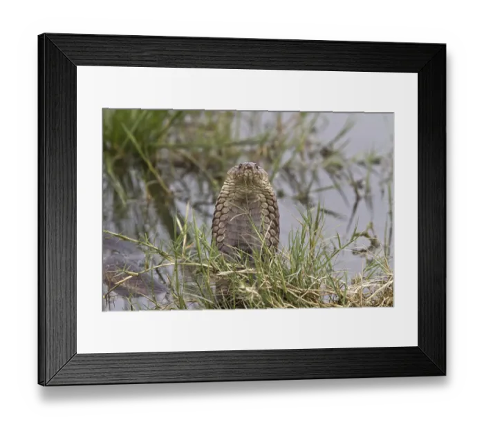 Framed Print : Mozambique Spitting Cobra, Mozambique Spitting Cobras