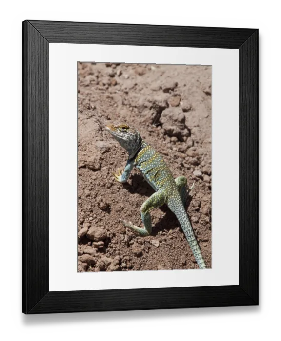 Framed Print : Collared Iguana, Collared Iguanas Framed Print : Collared Iguana, Collared Iguanas