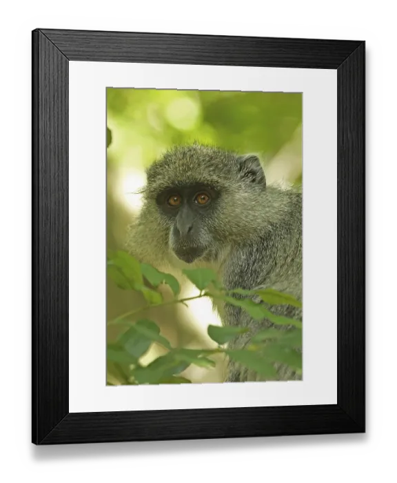 Framed Print : Blue white-lipped monkey (Cercopithecus mitis labiatus) adult Framed Print : Blue white-lipped monkey (Cercopithecus mitis labiatus) adult