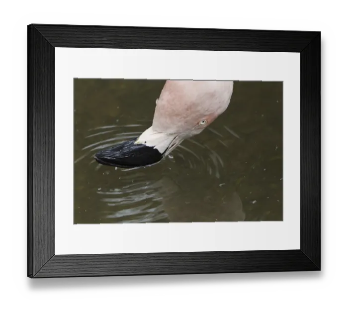 Framed Print : Chilean chilean flamingo (Phoenicopterus chilensis) adult