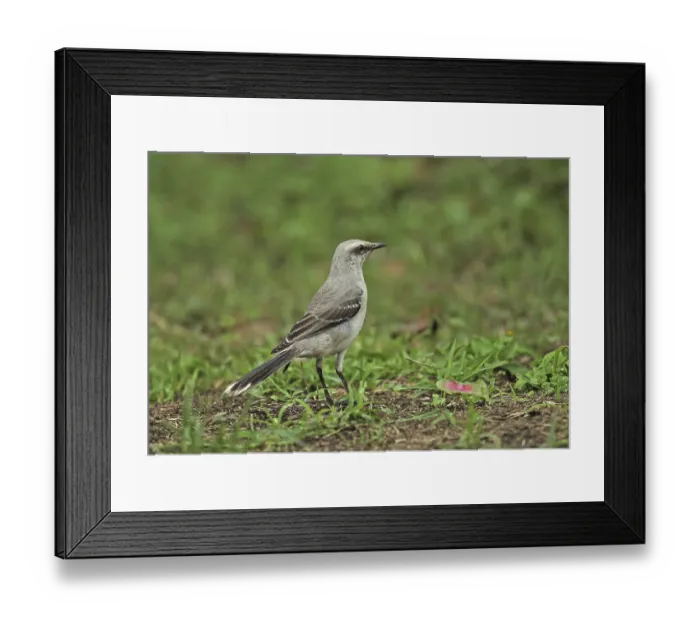 Framed Print : Tropical mockingbird (Mimus gilvus tolimensis) adult
