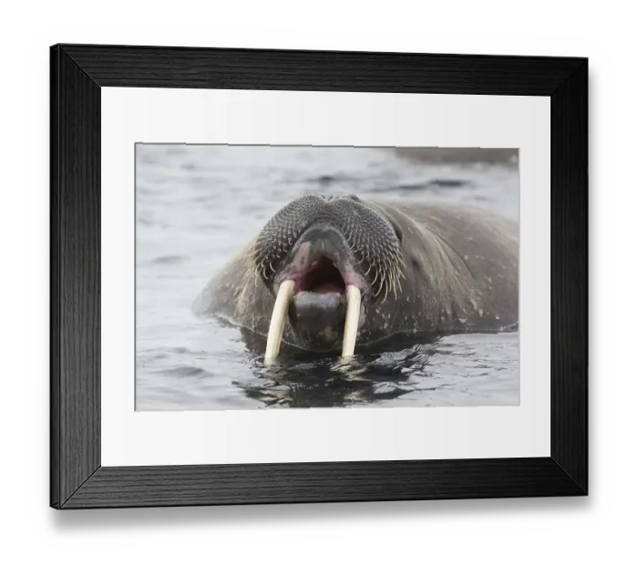 Framed Print : Atlantic Walrus (Odobenus rosmarus rosmarus) adult Framed Print : Atlantic Walrus (Odobenus rosmarus rosmarus) adult