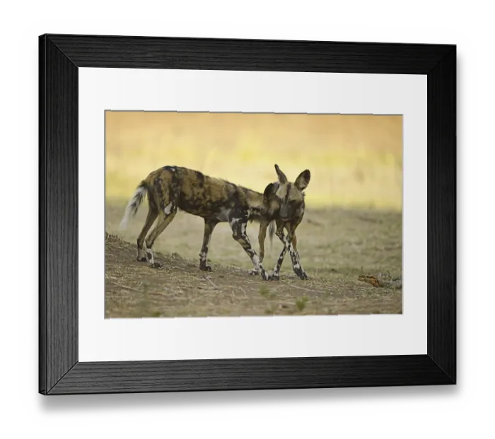 Framed Print : African Wild Dog (Lycaon pictus pictus) two adults Framed Print : African Wild Dog (Lycaon pictus pictus) two adults