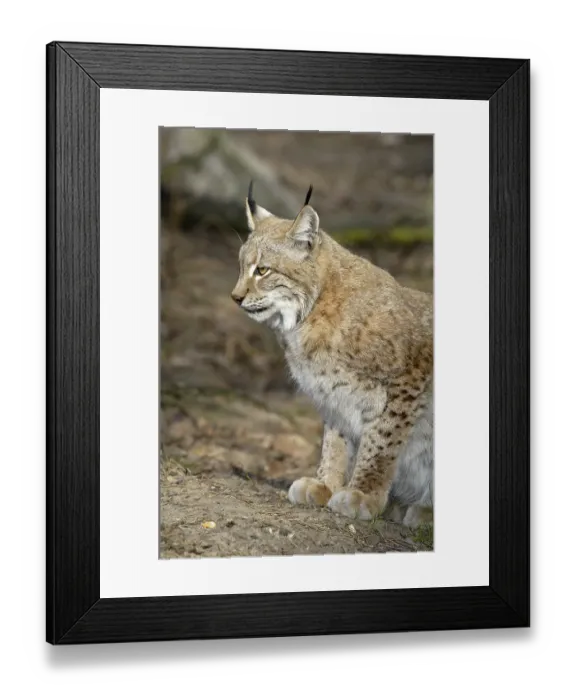 Framed Print : Europian lynx, lynx lynx
