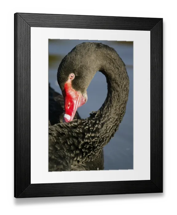 Framed Print : Black Swan (Cygnus atratus), Black Swan Framed Print : Black Swan (Cygnus atratus), Black Swan