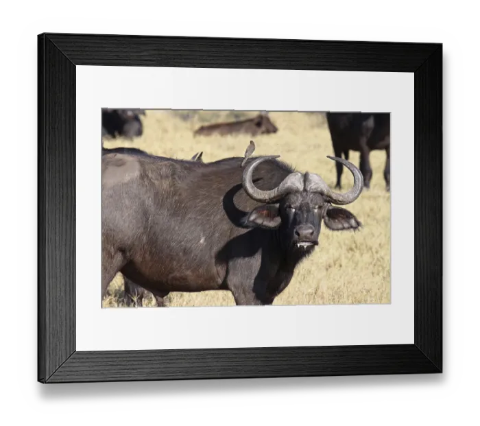 Framed Print : Kaffirb