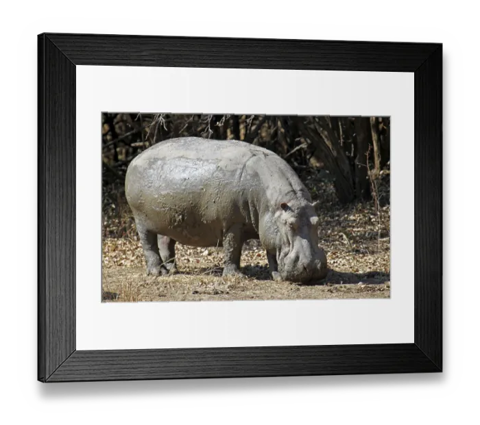 Framed Print : Hippo at South Luangwa National Park