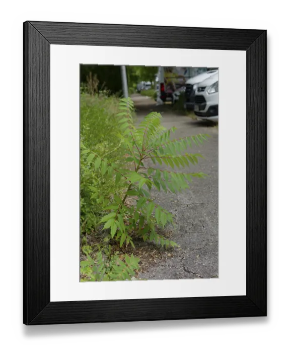 Framed Print : Roadside vinegar tree (Rhus typhina)
