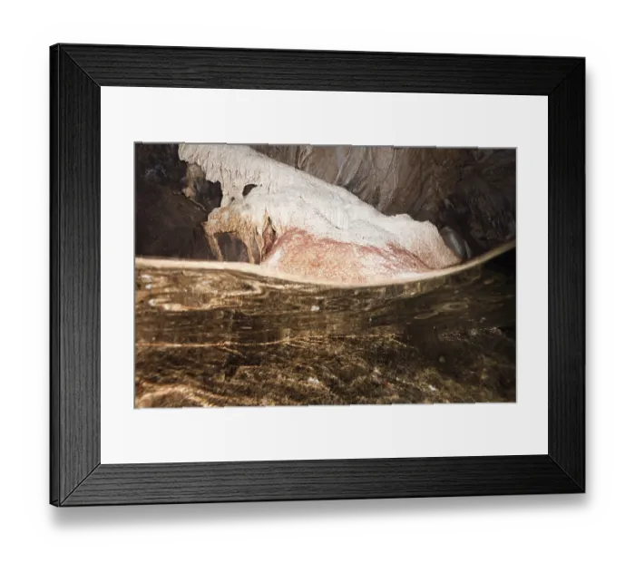 Framed Print : Crab larvae in underwater cave Framed Print : Crab larvae in underwater cave